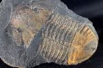 Hoekaspis megacantha (LEANZA 1941) - Bild &copy; FossNet FossilienStore
